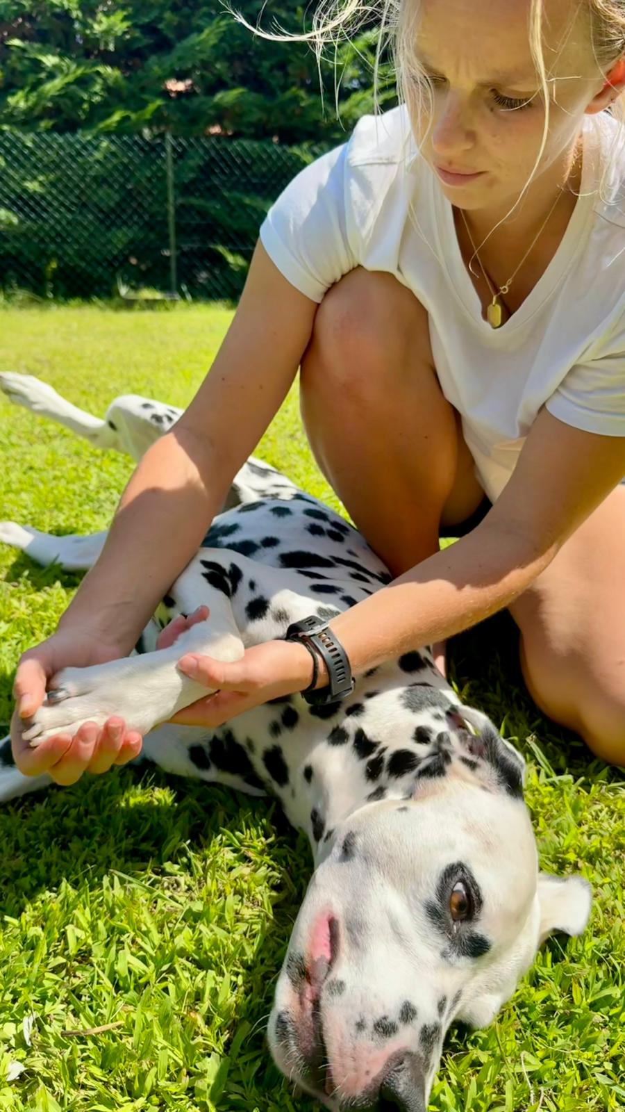 Les bienfaits de l&rsquo;ostéopathie pour son&nbsp;chien