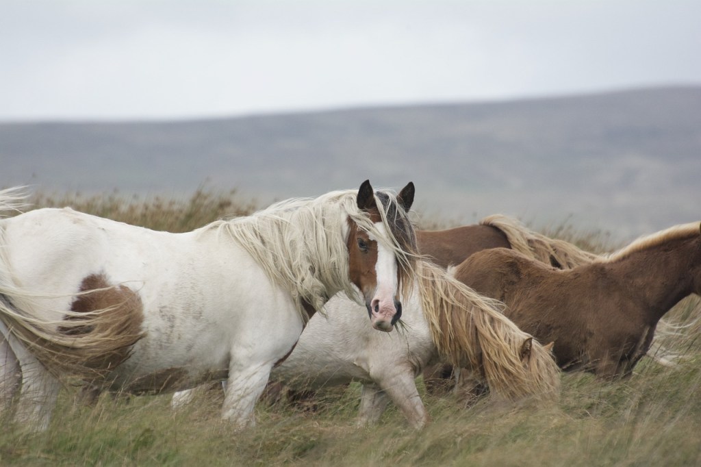 L’ostéopathie pour les chevaux : soulager les douleurs, améliorer mobilité et&nbsp;performance