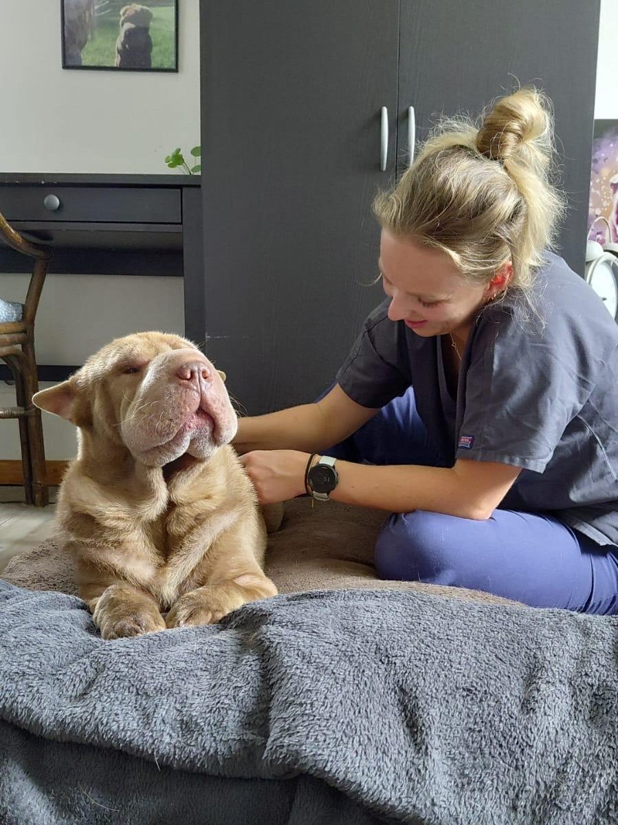 L&rsquo;obésité chez les chiens et chats : un danger pour leurs articulations et leur&nbsp;mobilité